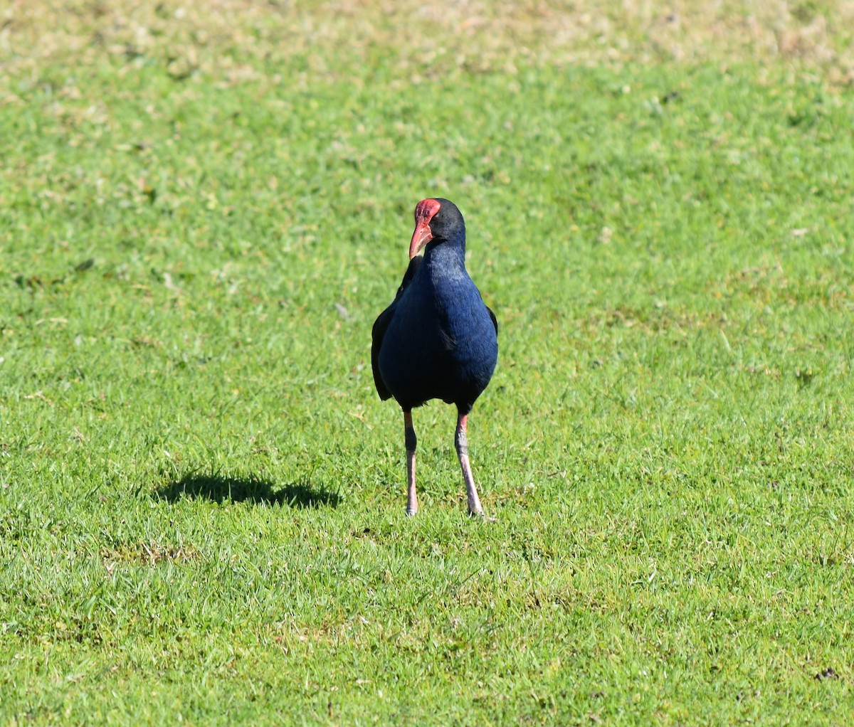 Australasian Swamphen - ML272115541