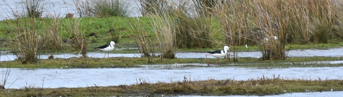 Pied Stilt - Stephen Cox