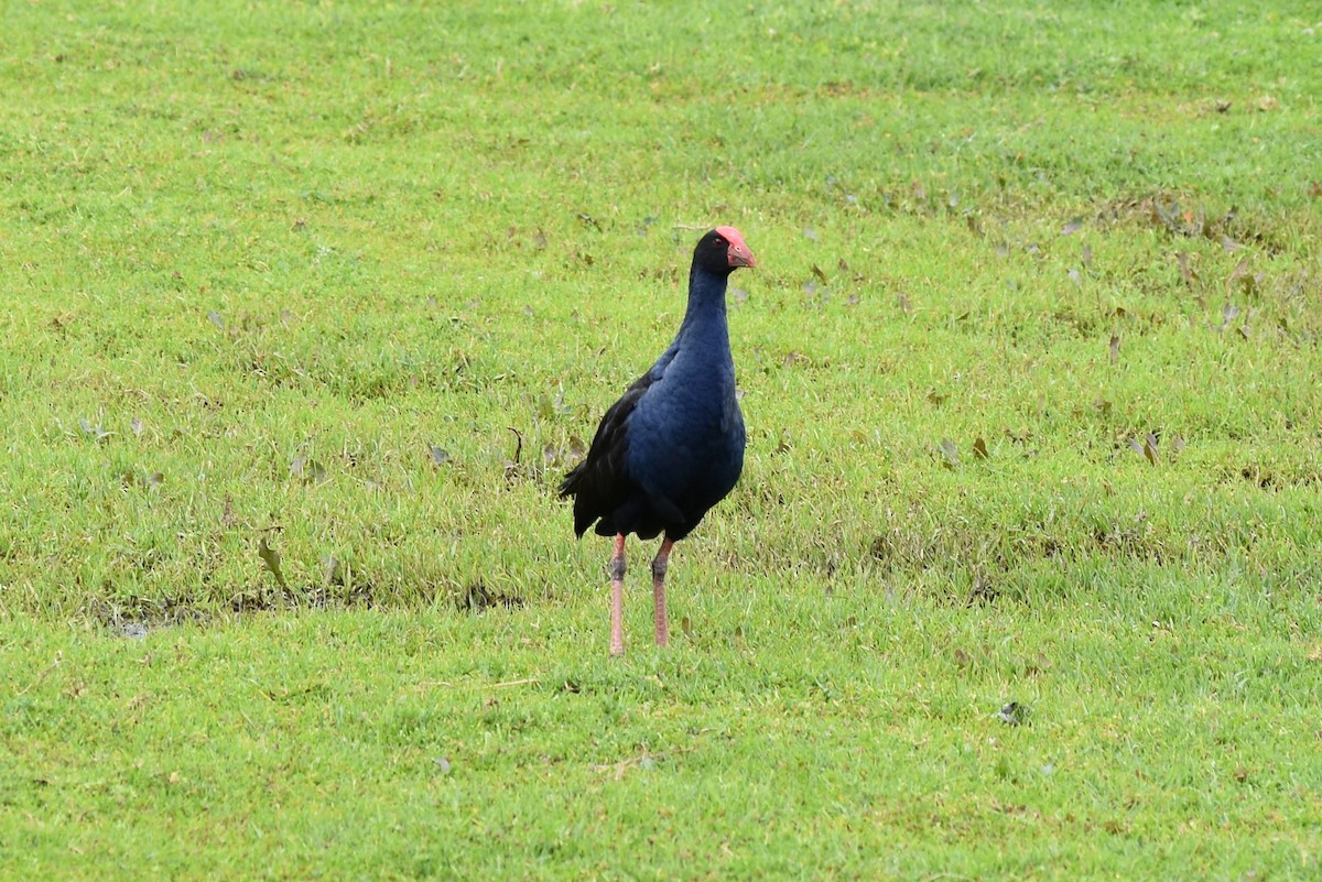 Australasian Swamphen - ML272116461