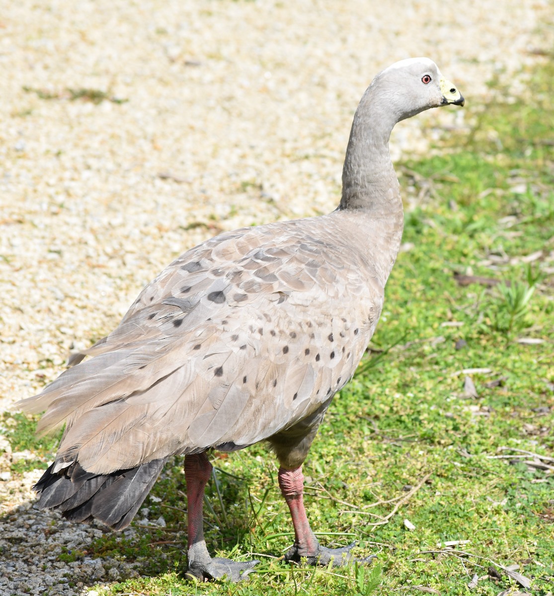 Cape Barren Goose - ML272116641