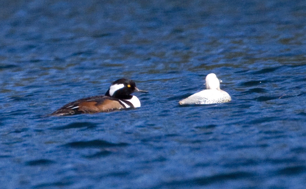 Hooded Merganser - ML272116791