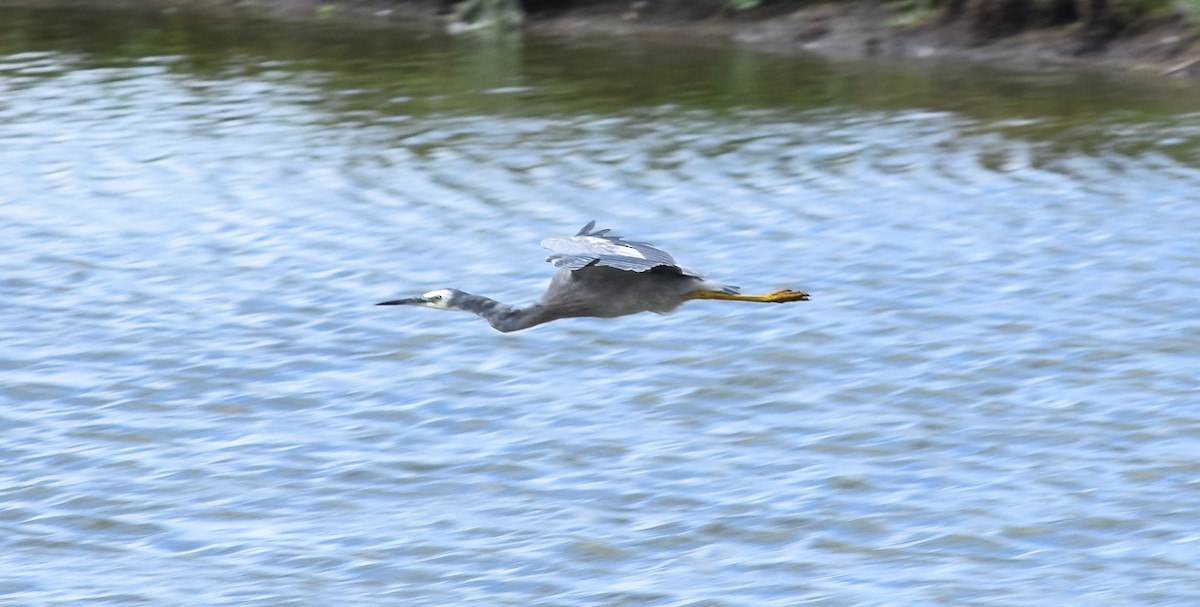 White-faced Heron - ML272116911