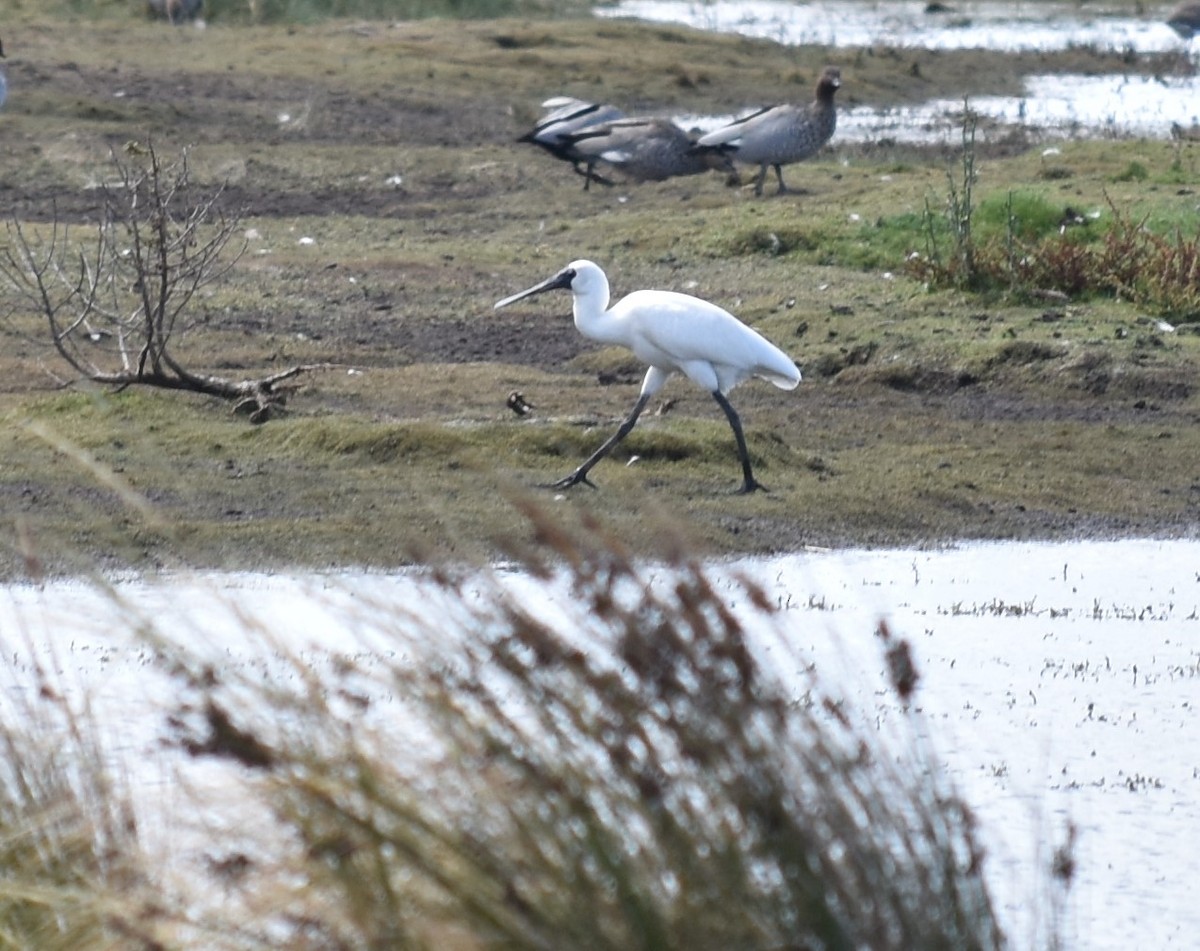 Royal Spoonbill - Stephen Cox