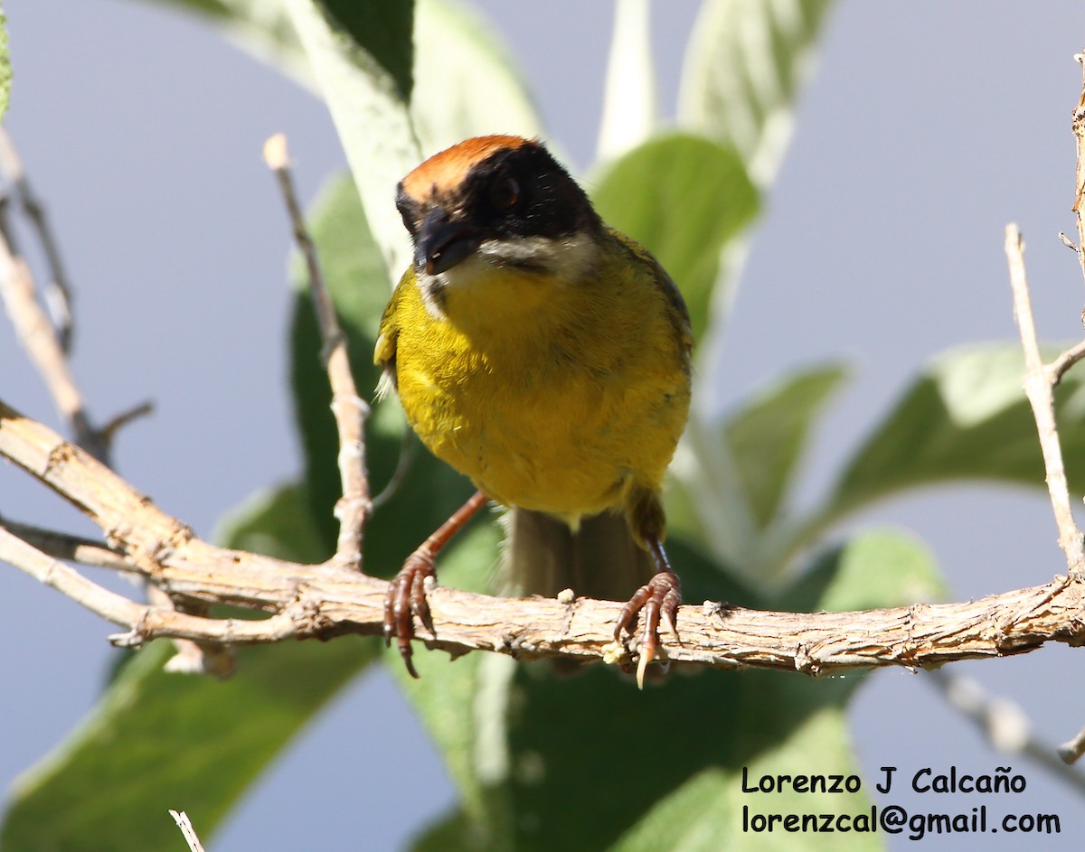 Moustached Brushfinch - Lorenzo Calcaño