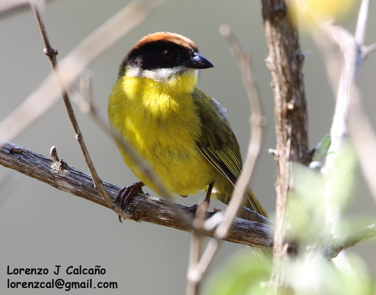 Moustached Brushfinch - Lorenzo Calcaño