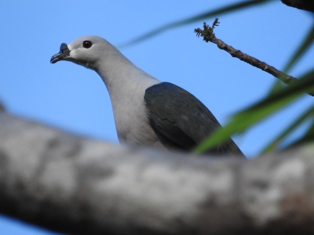 Pacific Imperial-Pigeon - ML272119471