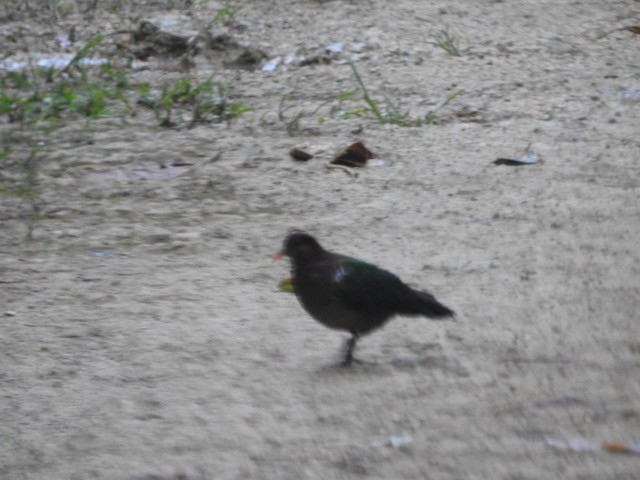 holub hnědohlavý - ML272120481