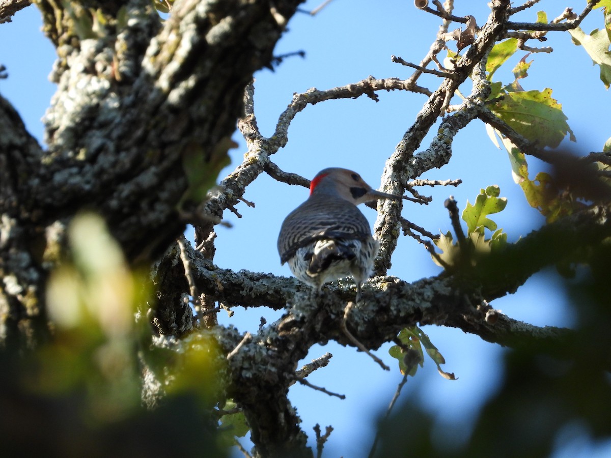 Northern Flicker - ML272122731