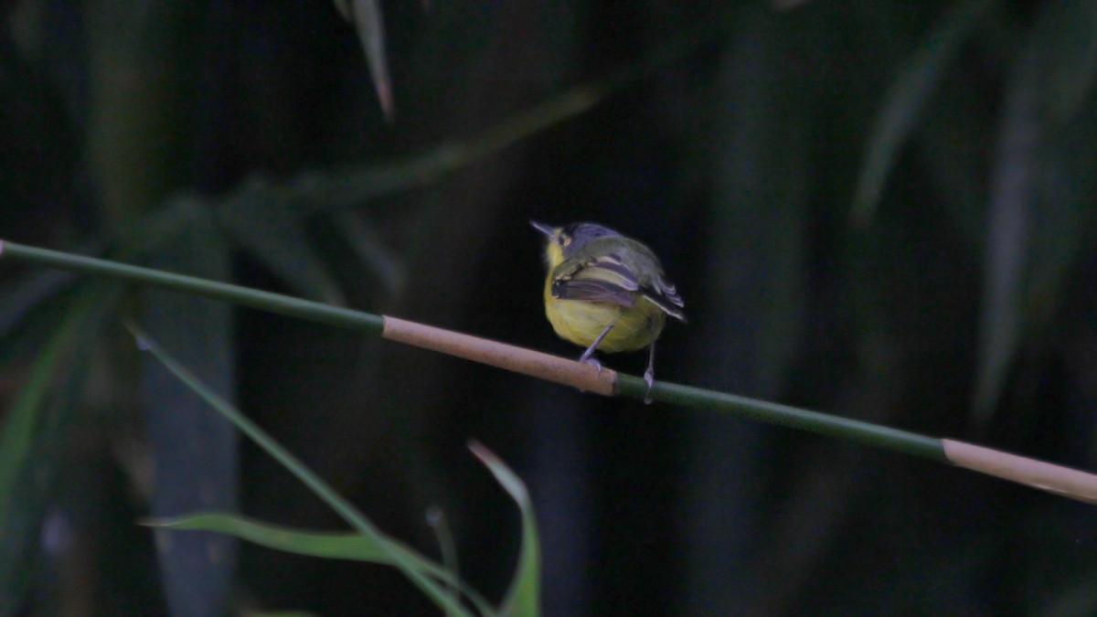 Common Tody-Flycatcher - ML272123571