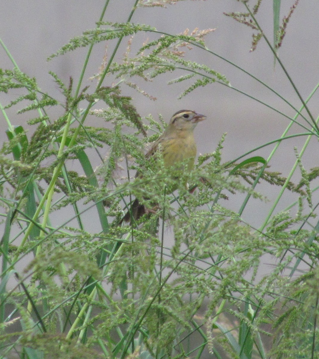 bobolink americký - ML272124171