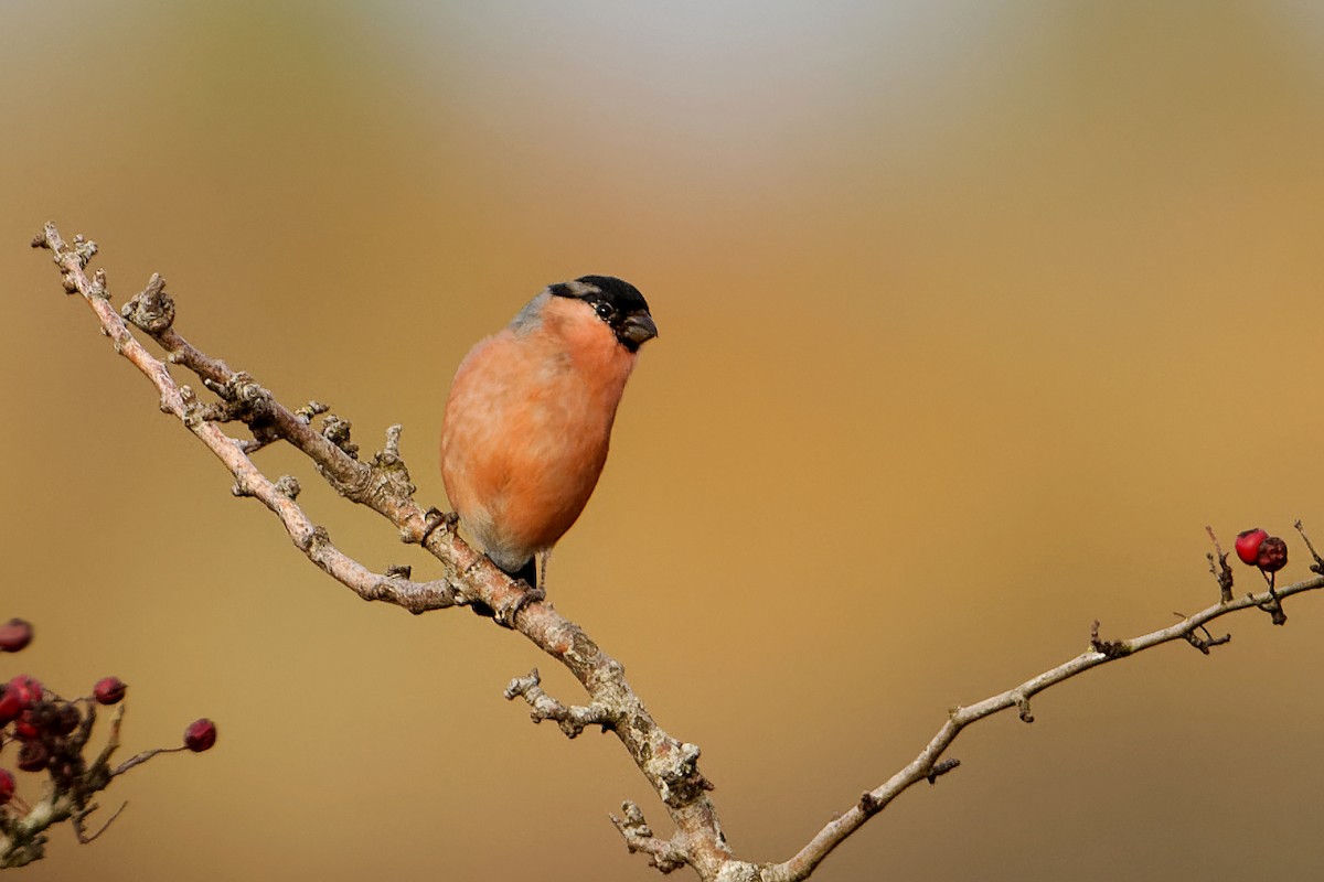 Eurasian Bullfinch - Bob  Wood