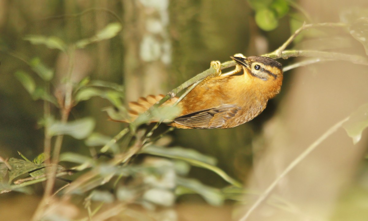 Black-capped Foliage-gleaner - Adrián Braidotti