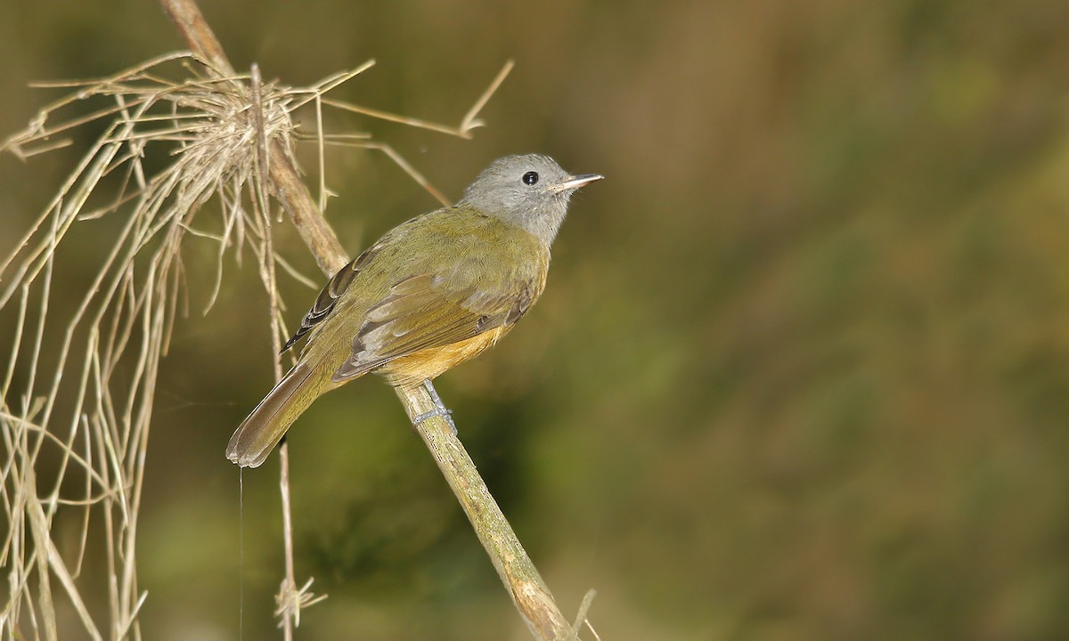 Gray-hooded Flycatcher - Adrián Braidotti