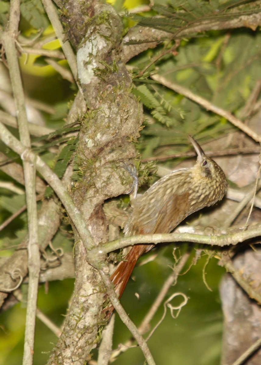 Lesser Woodcreeper - Adrián Braidotti