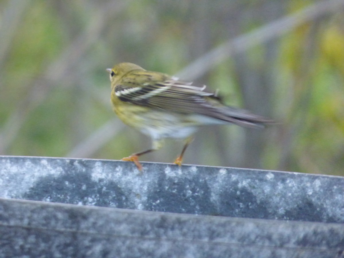 Blackpoll Warbler - Tarra Lindo