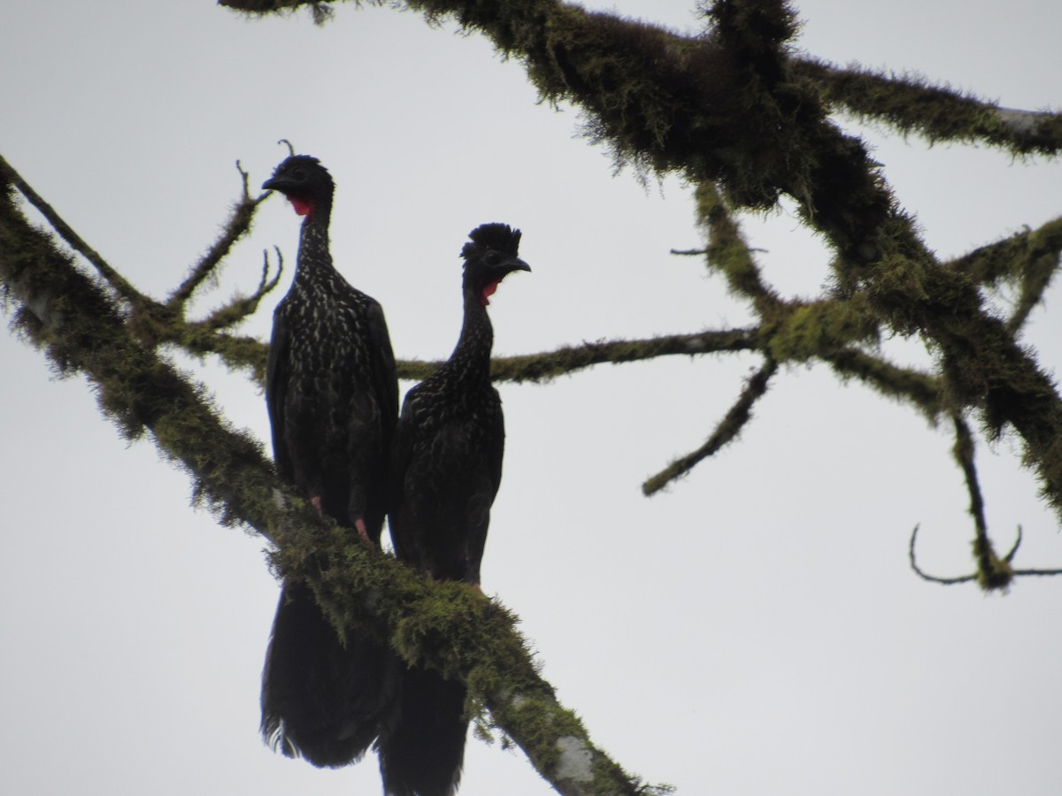 Crested Guan - ML272129011