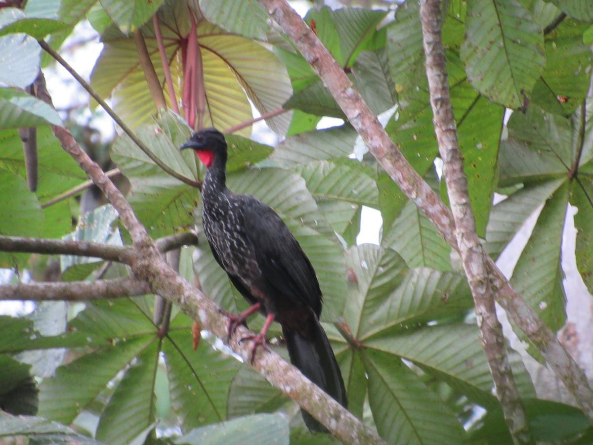 Crested Guan - ML272129041