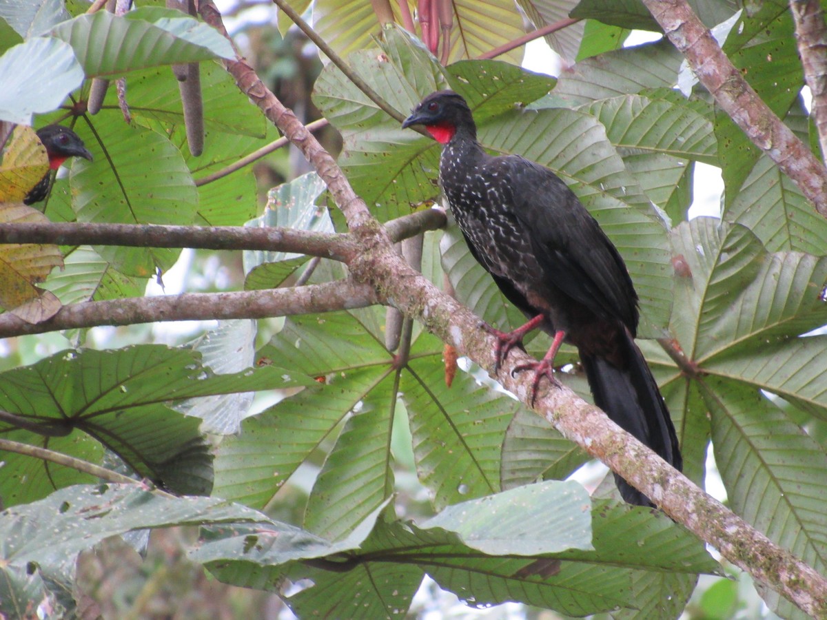 Crested Guan - ML272129071