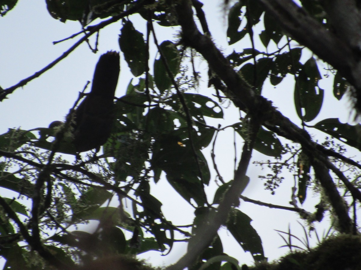 Pale-vented Pigeon - LEODAN ARCOS