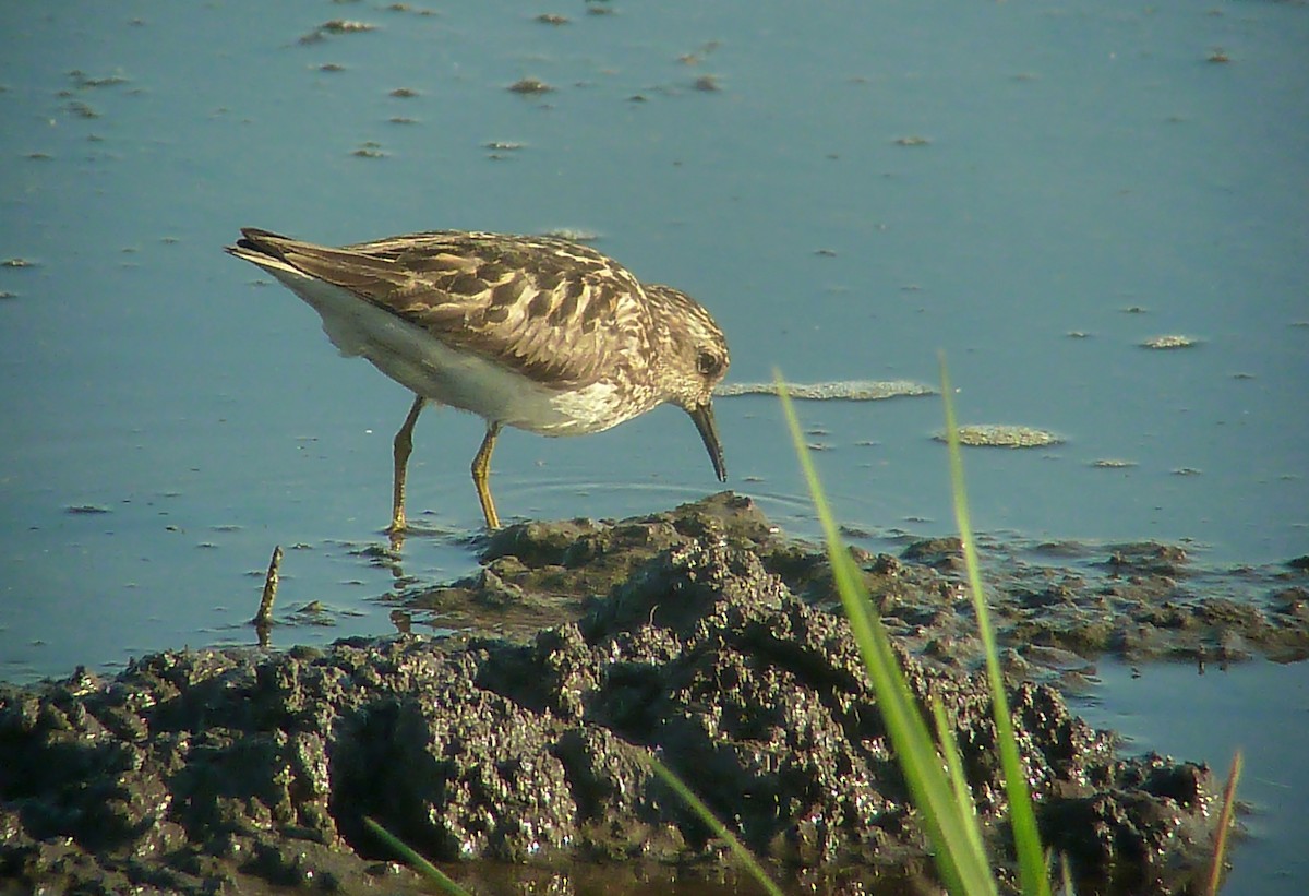 Least Sandpiper - Daniel Casey