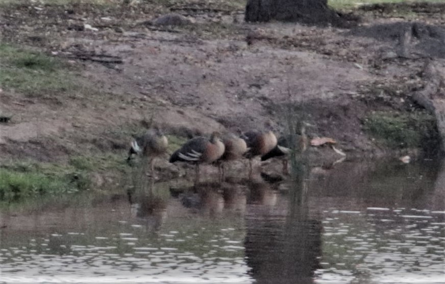 husička australská - ML272130841