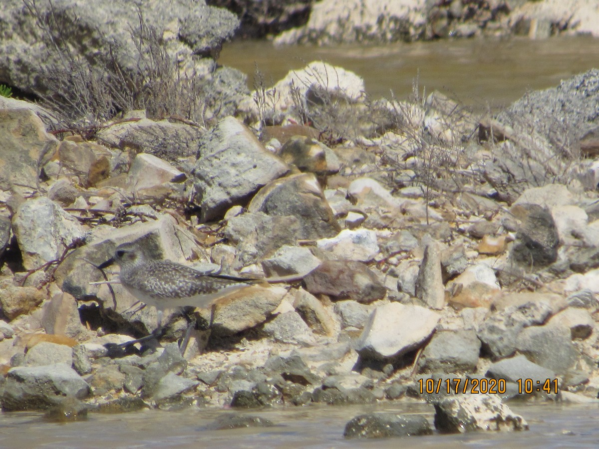 Black-bellied Plover - ML272131631