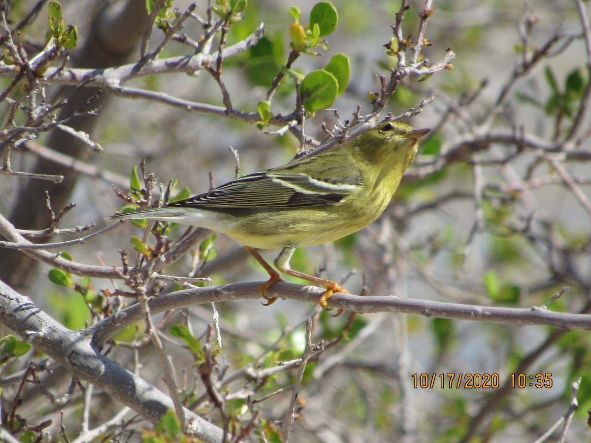 Blackpoll Warbler - ML272132561