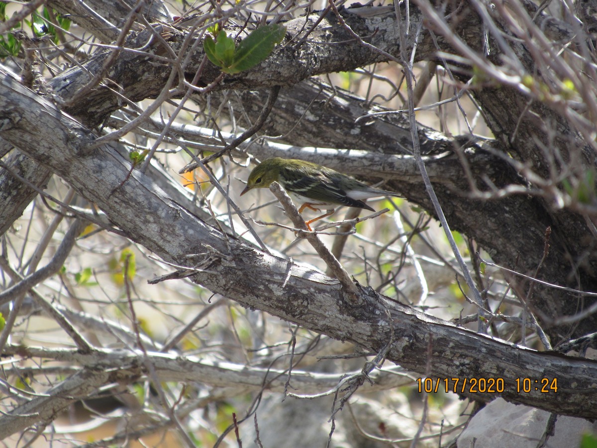 Blackpoll Warbler - ML272132821