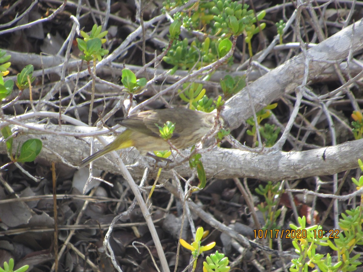 Palm Warbler - ML272132881