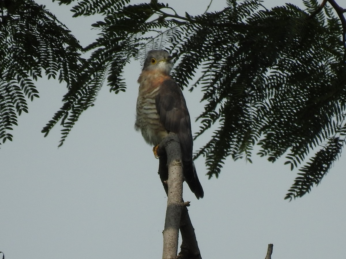Common Hawk-Cuckoo - ML272133151