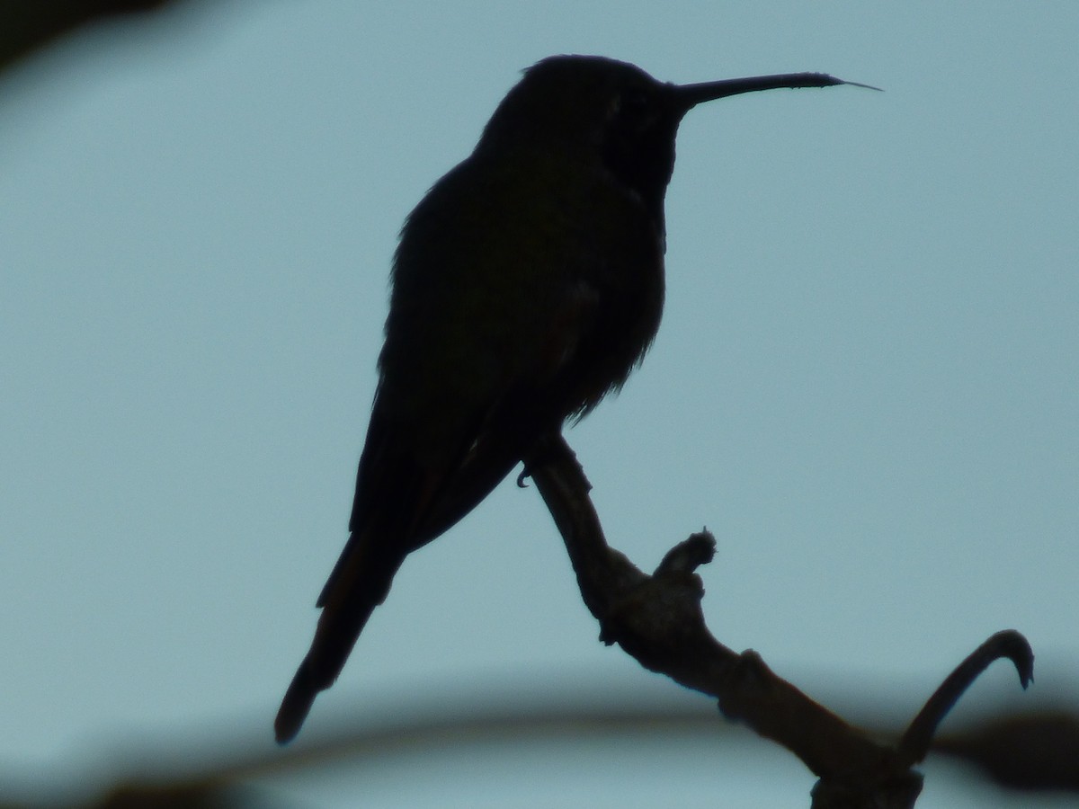 Inagua Woodstar - ML272134361