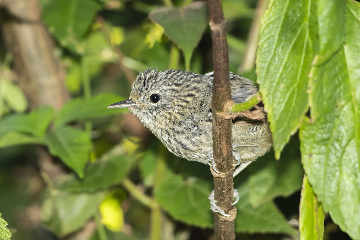 Dusky-tailed Antbird - ML272135281