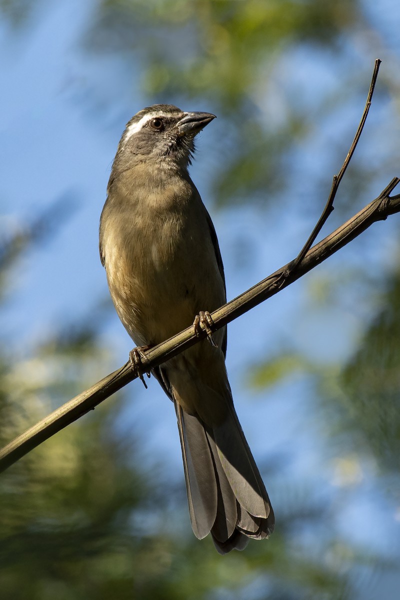 Green-winged Saltator - Arthur Alves