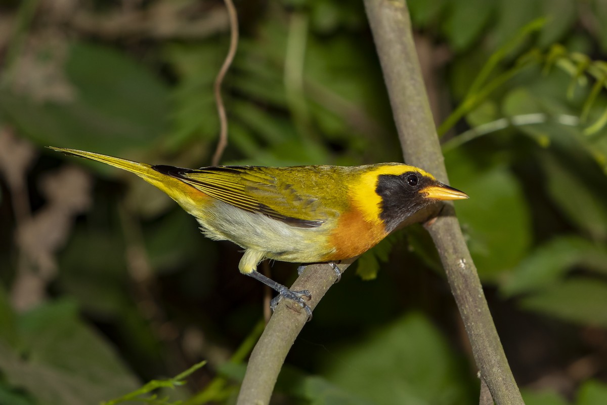 Guira Tanager - Arthur Alves