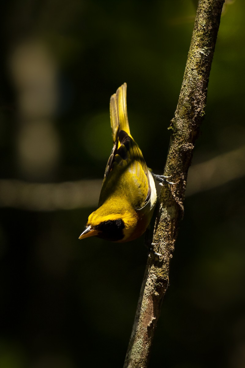 Guira Tanager - ML272135381