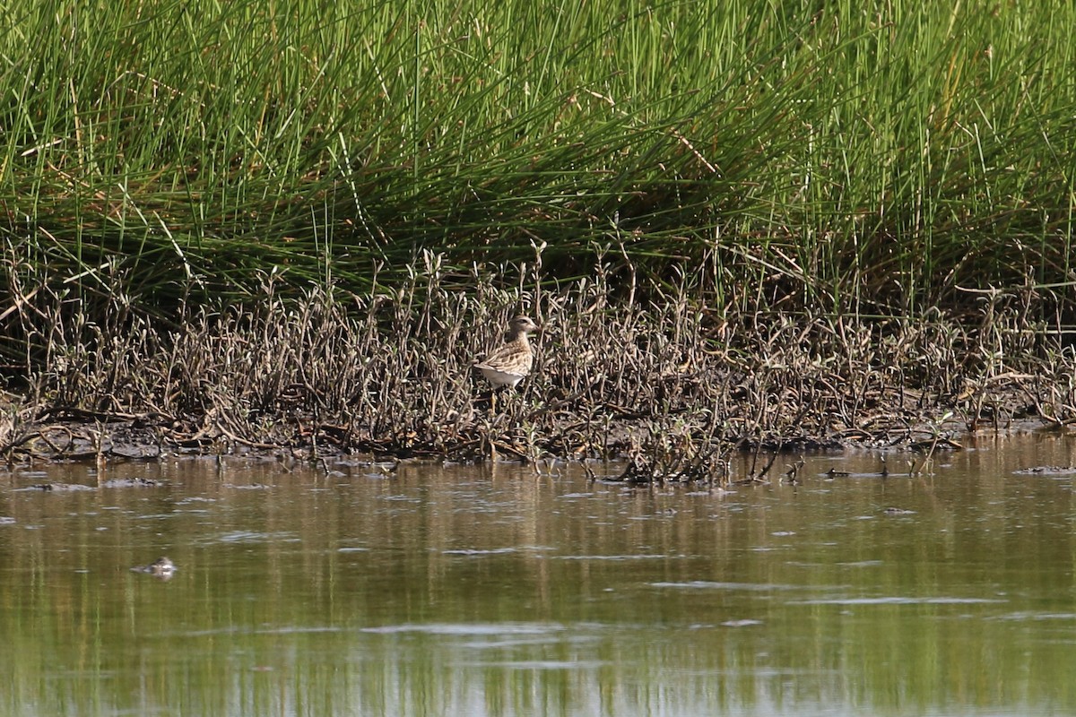 Pectoral Sandpiper - ML272139511