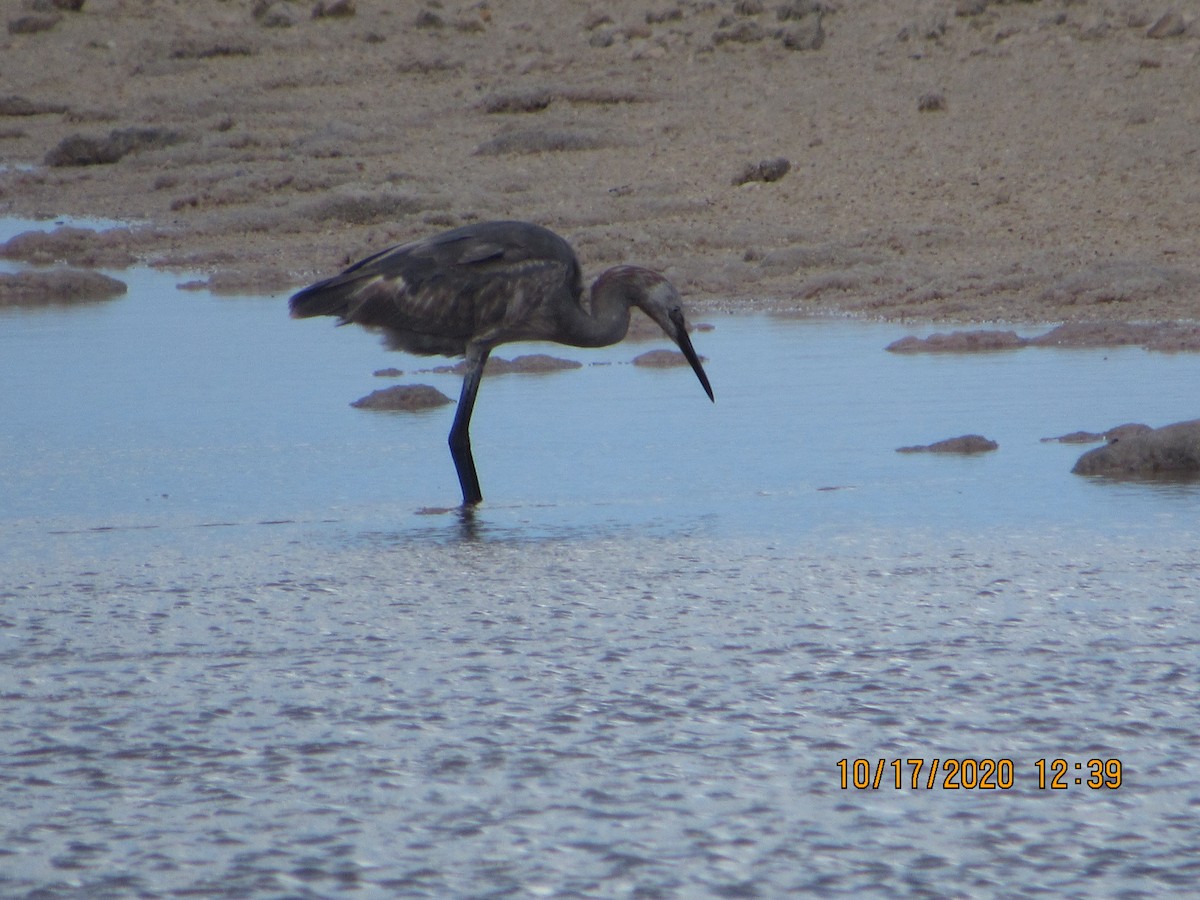 Reddish Egret - ML272139631