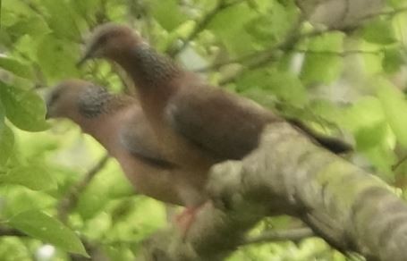 Spotted Dove - ML27214161