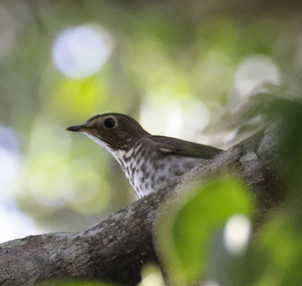Swainson's Thrush - ML272144211