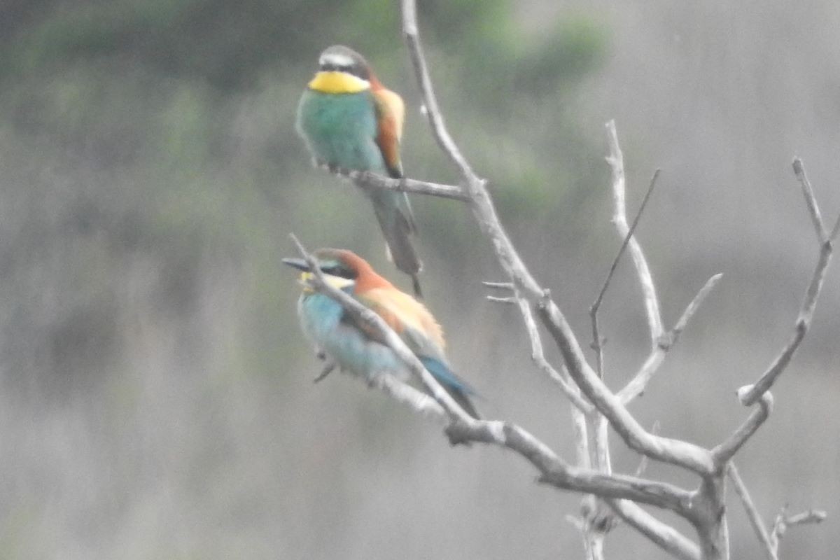 European Bee-eater - ML272144911