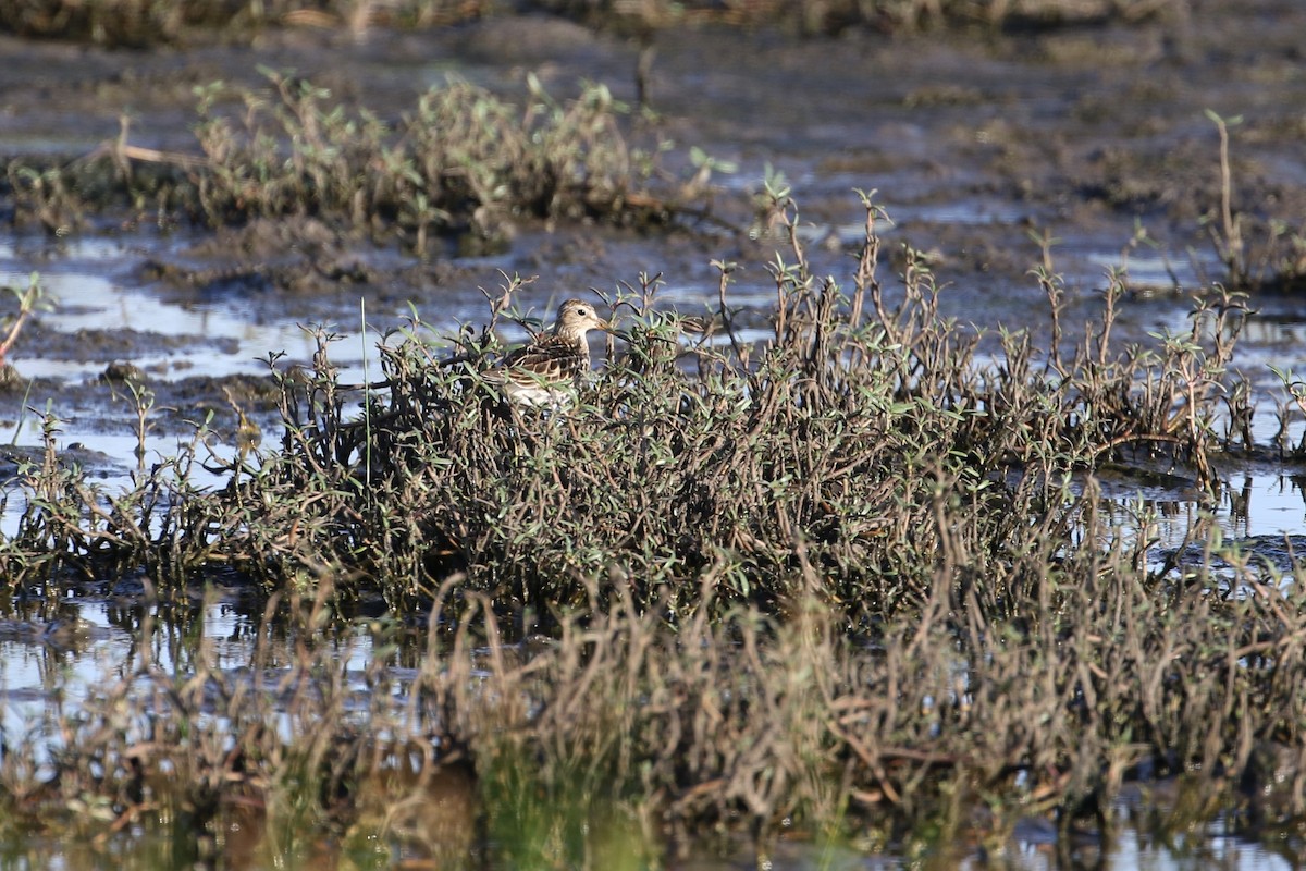 Pectoral Sandpiper - ML272145731