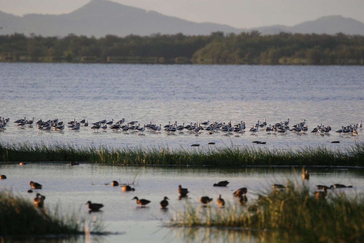 American Avocet - John van Dort