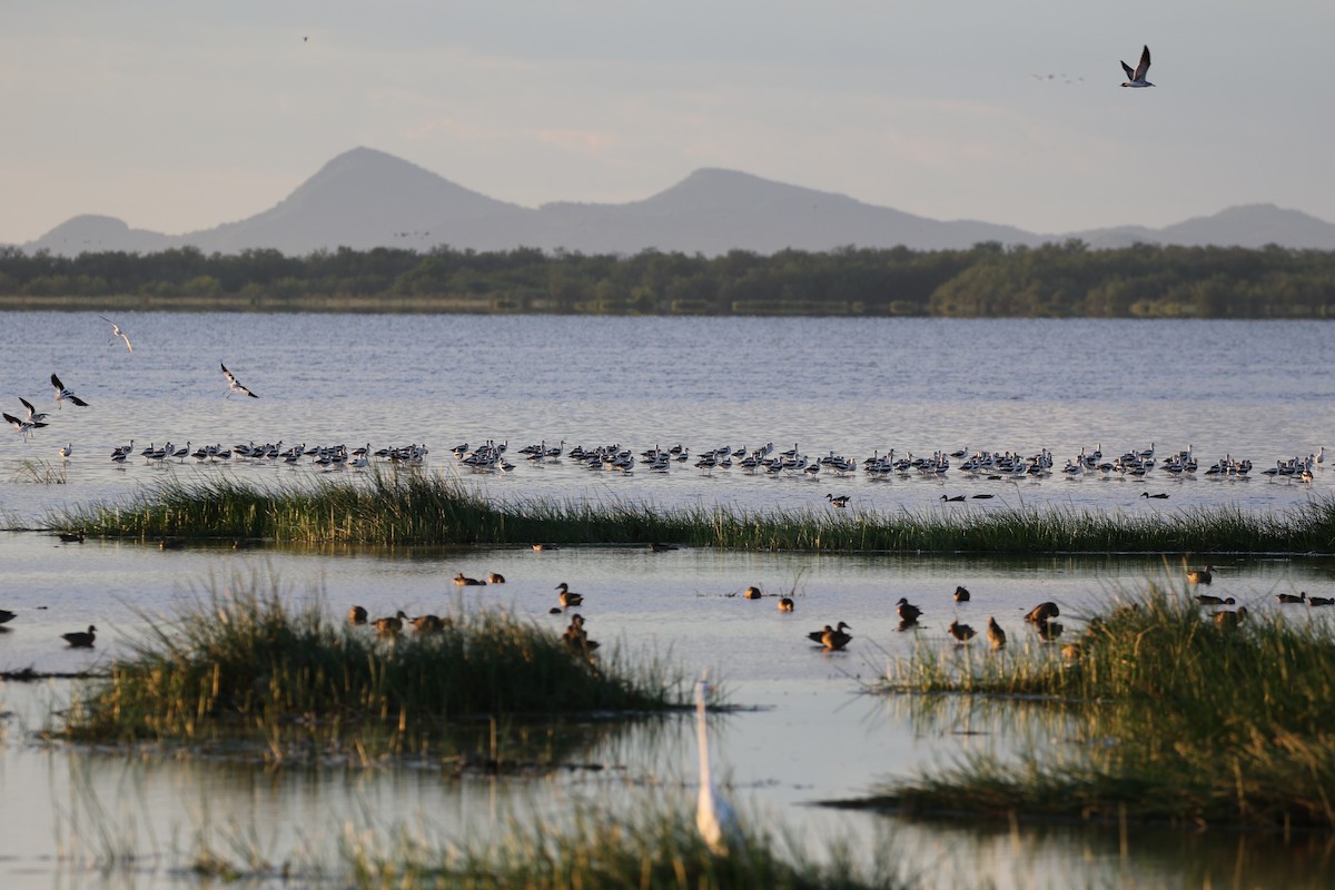 Avoceta Americana - ML272146191