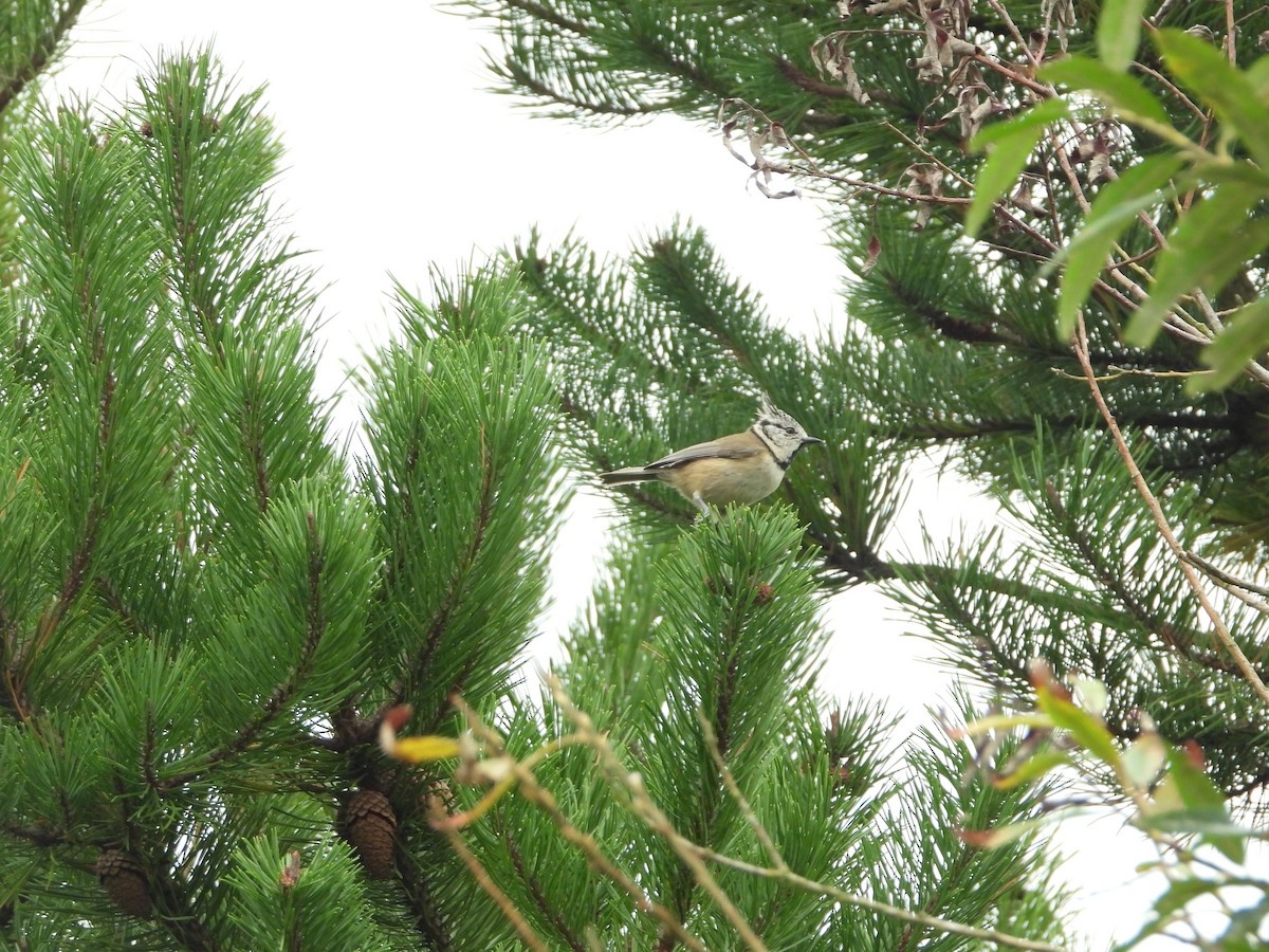 Crested Tit - ML272147371