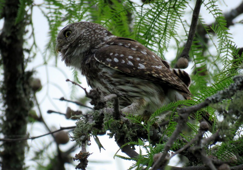 Ferruginous Pygmy-Owl - Juan Muñoz de Toro