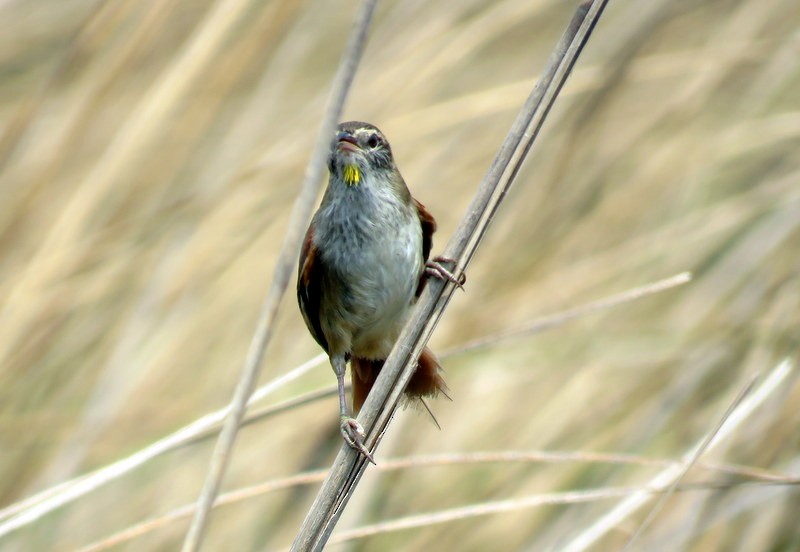 Sulphur-bearded Reedhaunter - ML272148001