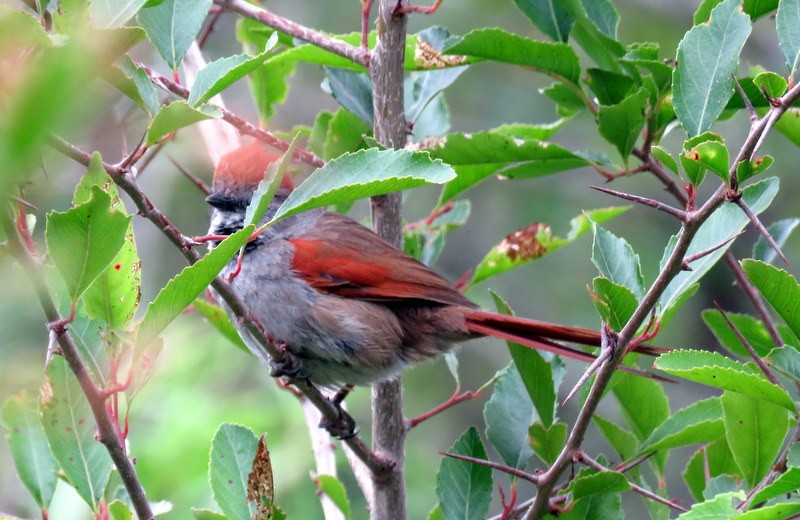 Sooty-fronted Spinetail - ML272148091