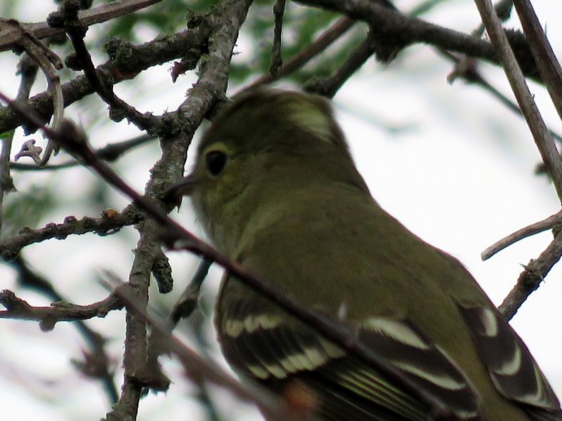 White-crested Elaenia - ML272148291