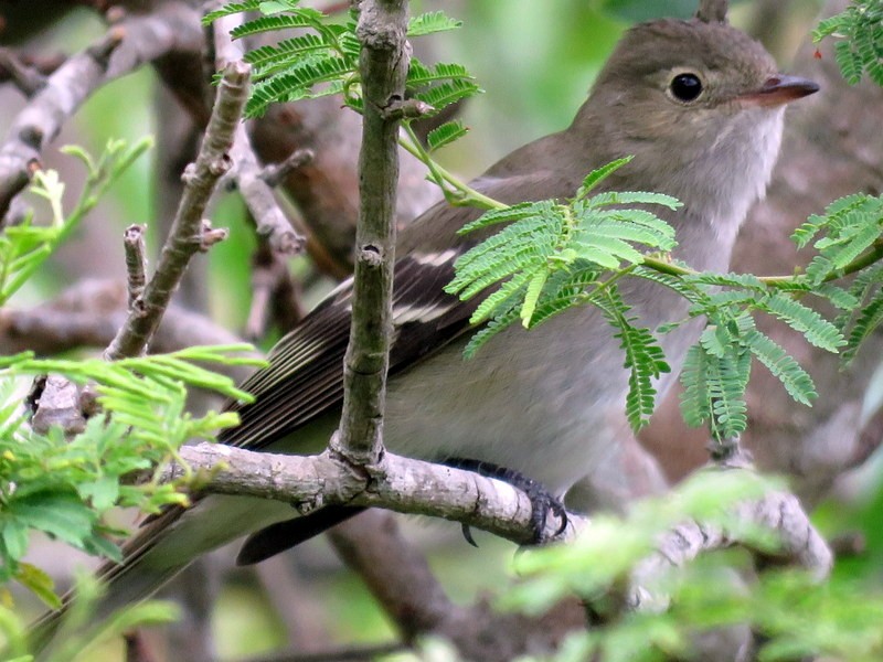 White-crested Elaenia - ML272148311