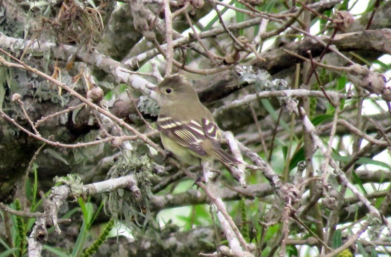 White-crested Elaenia - ML272148321